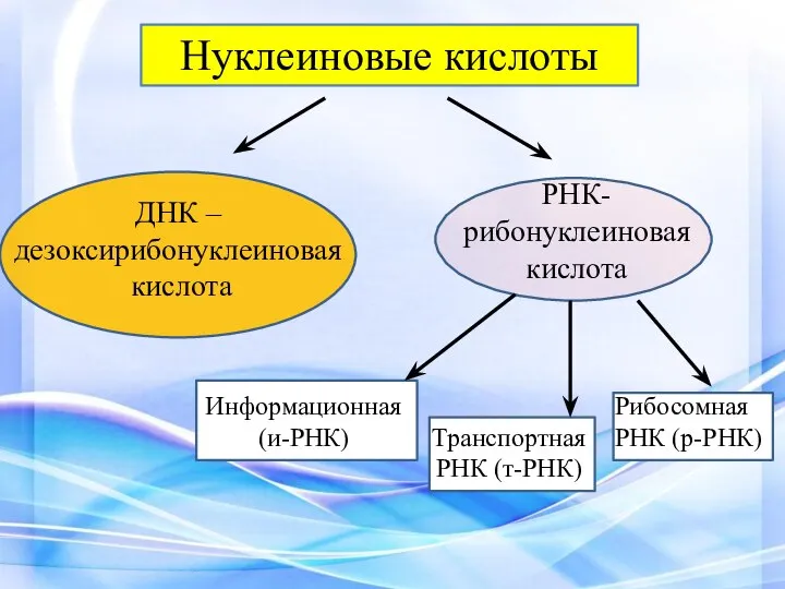 Нуклеиновые кислоты ДНК – дезоксирибонуклеиновая кислота РНК- рибонуклеиновая кислота Информационная (и-РНК)