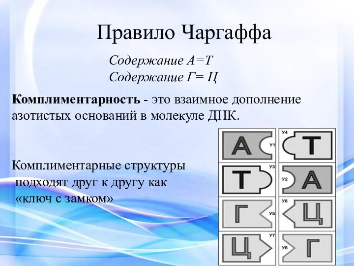 Правило Чаргаффа Содержание А=Т Содержание Г= Ц Комплиментарность - это взаимное