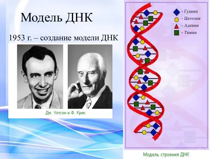 Модель ДНК 1953 г. – создание модели ДНК