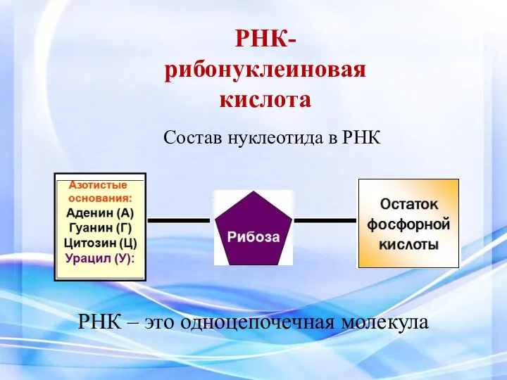 РНК- рибонуклеиновая кислота Состав нуклеотида в РНК РНК – это одноцепочечная молекула