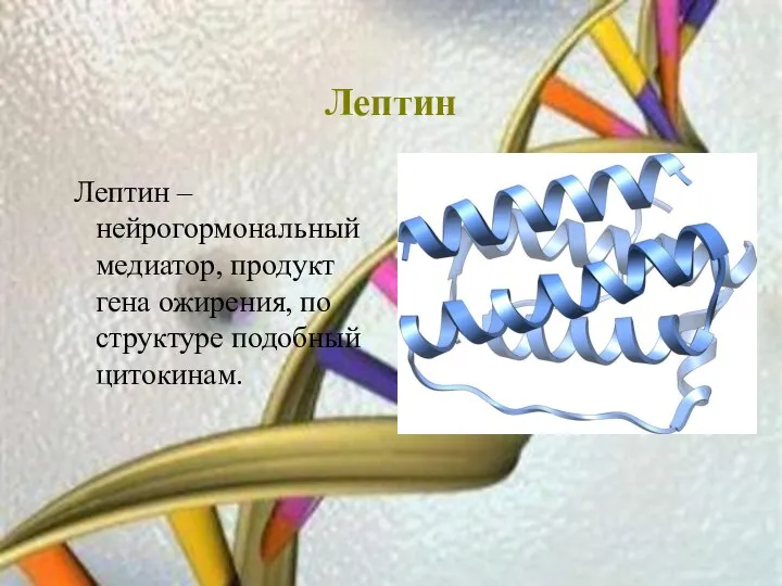 Лептин Лептин – нейрогормональный медиатор, продукт гена ожирения, по структуре подобный цитокинам.