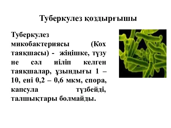 Туберкулез қоздырғышы Туберкулез микобактериясы (Кох таяқшасы) - жіңішке, түзу не сәл