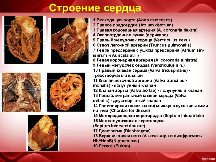 1 Восходящая аорта (Aorta asctedens) 2 Правое предсердие (Atrium dextrum) 3