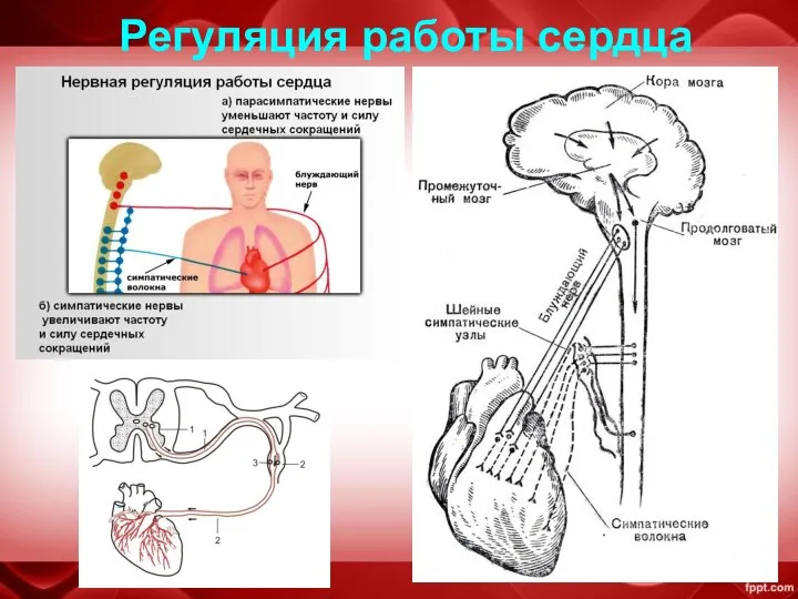 Регуляция работы сердца