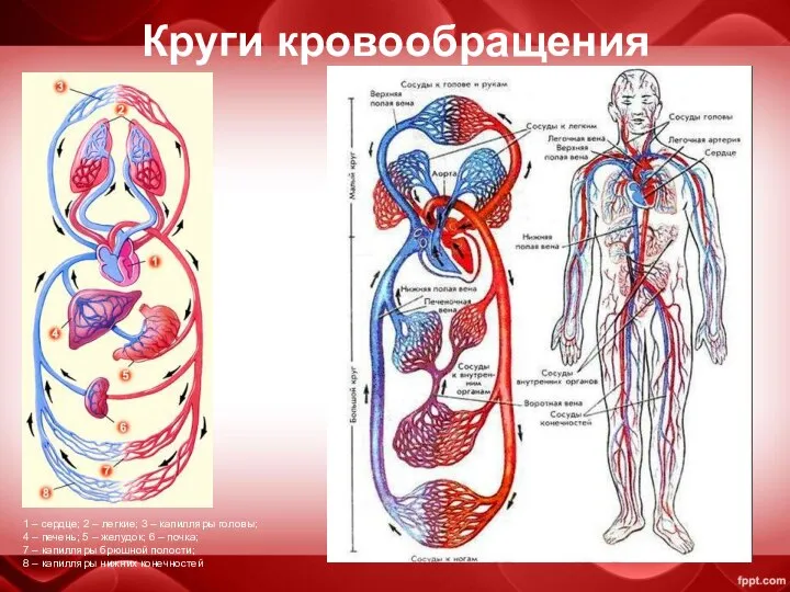 Круги кровообращения 1 – сердце; 2 – легкие; 3 – капилляры