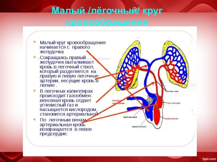 Малый /лёгочный/ круг кровообращения