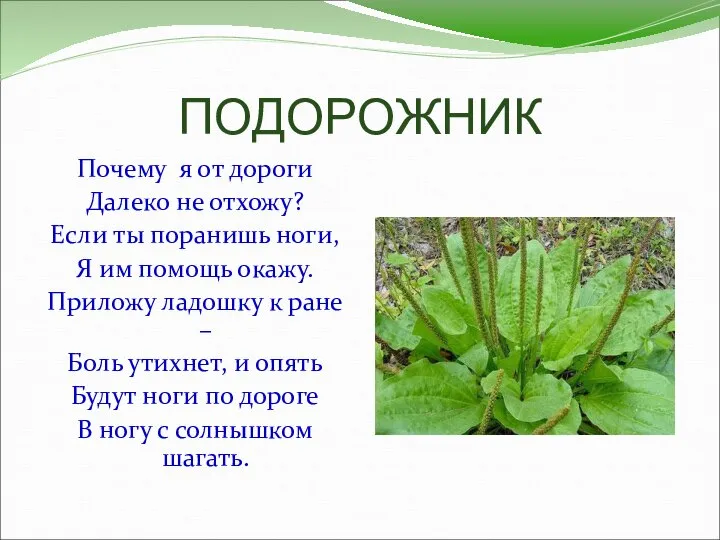 ПОДОРОЖНИК Почему я от дороги Далеко не отхожу? Если ты поранишь