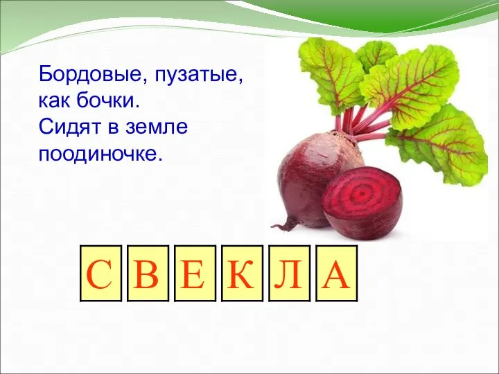 Бордовые, пузатые, как бочки. Сидят в земле поодиночке.