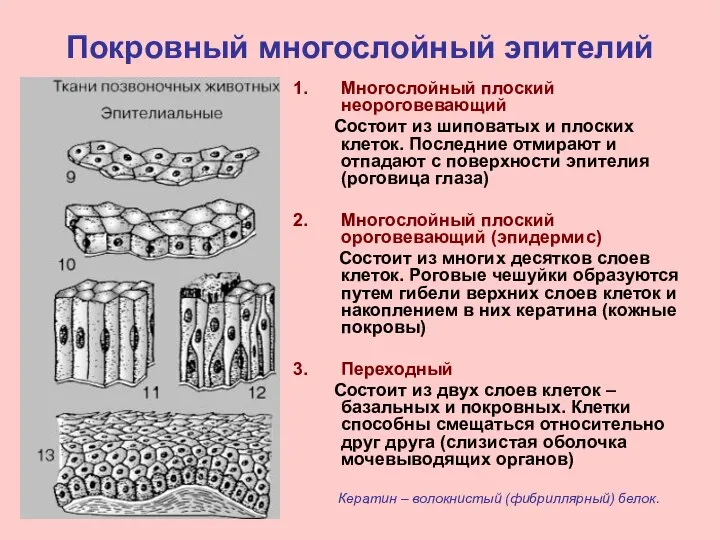 Покровный многослойный эпителий Многослойный плоский неороговевающий Состоит из шиповатых и плоских