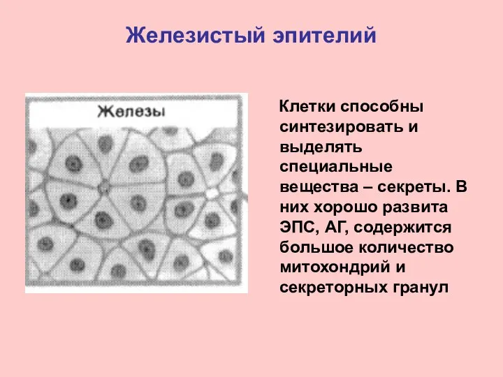 Железистый эпителий Клетки способны синтезировать и выделять специальные вещества – секреты.