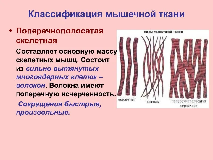 Классификация мышечной ткани Поперечнополосатая скелетная Составляет основную массу скелетных мышц. Состоит