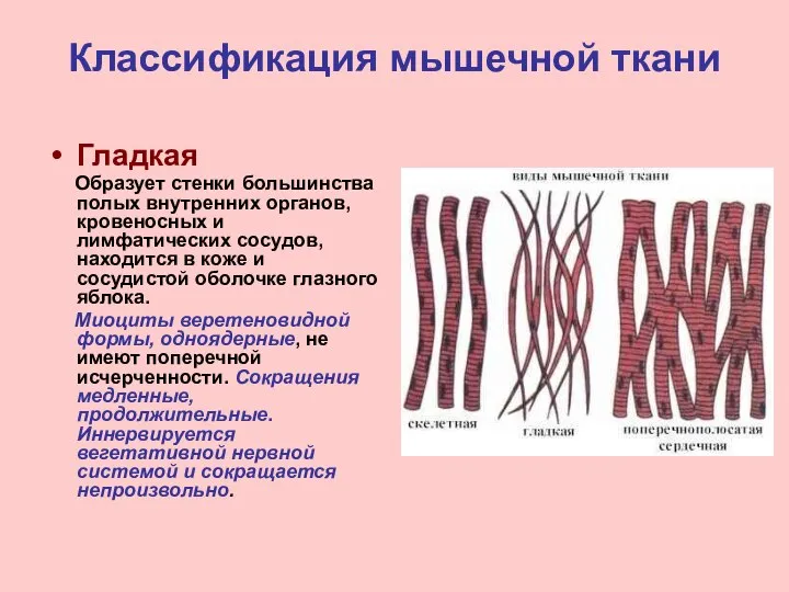 Классификация мышечной ткани Гладкая Образует стенки большинства полых внутренних органов, кровеносных