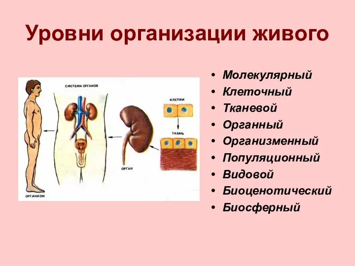 Уровни организации живого Молекулярный Клеточный Тканевой Органный Организменный Популяционный Видовой Биоценотический Биосферный