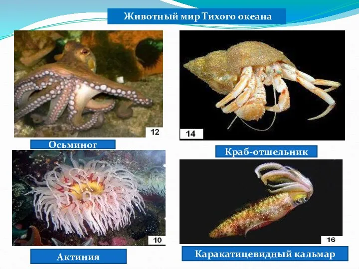 Животный мир Тихого океана Осьминог Краб-отшельник Актиния Каракатицевидный кальмар