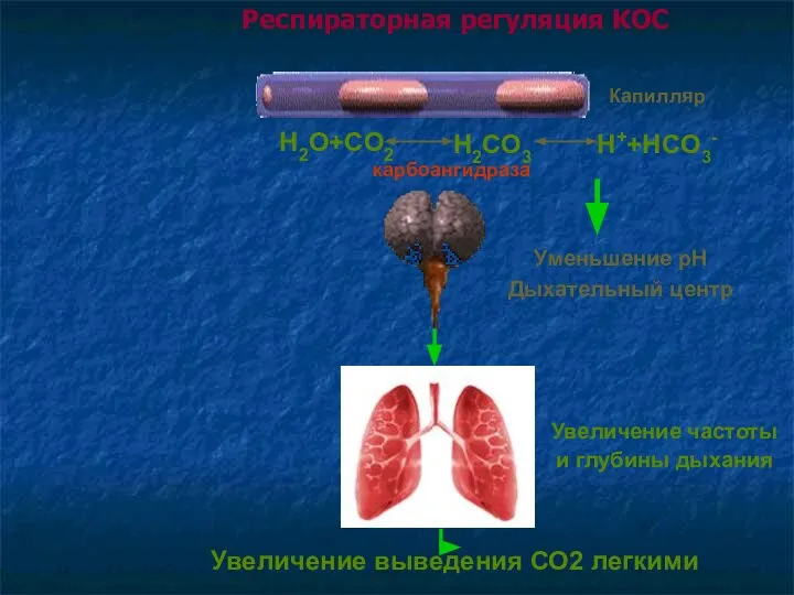 Респираторная регуляция КОС Увеличение частоты и глубины дыхания H2O+CO2 H2CO3 H++HCO3-