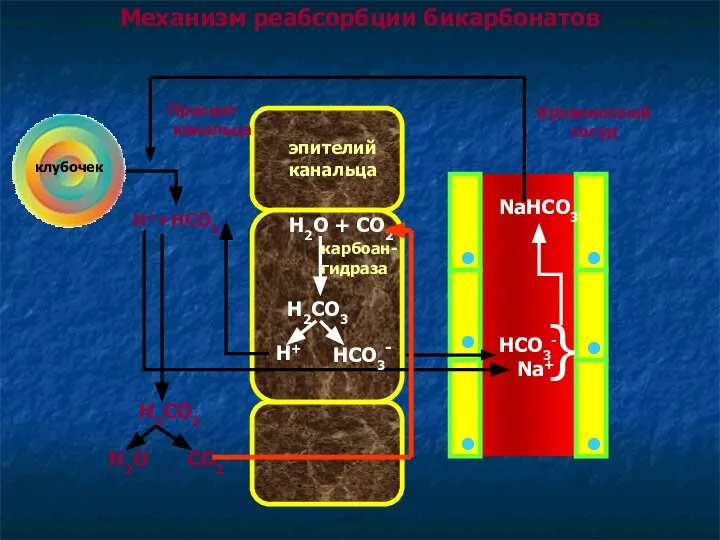 Механизм реабсорбции бикарбонатов клубочек Просвет канальца эпителий канальца Кровеносный сосуд Н++HCO3