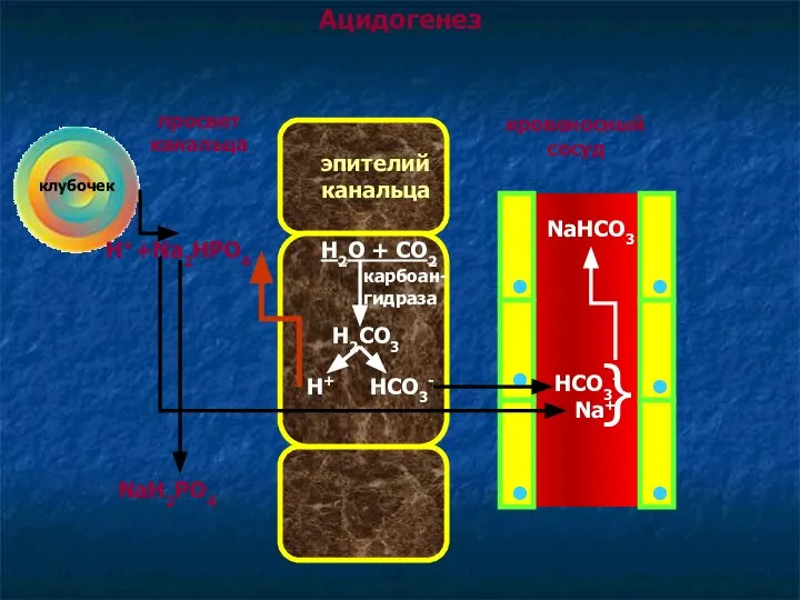 Ацидогенез клубочек просвет канальца эпителий канальца кровеносный сосуд Н++Na2HPO4 NaH2PO4 Na+