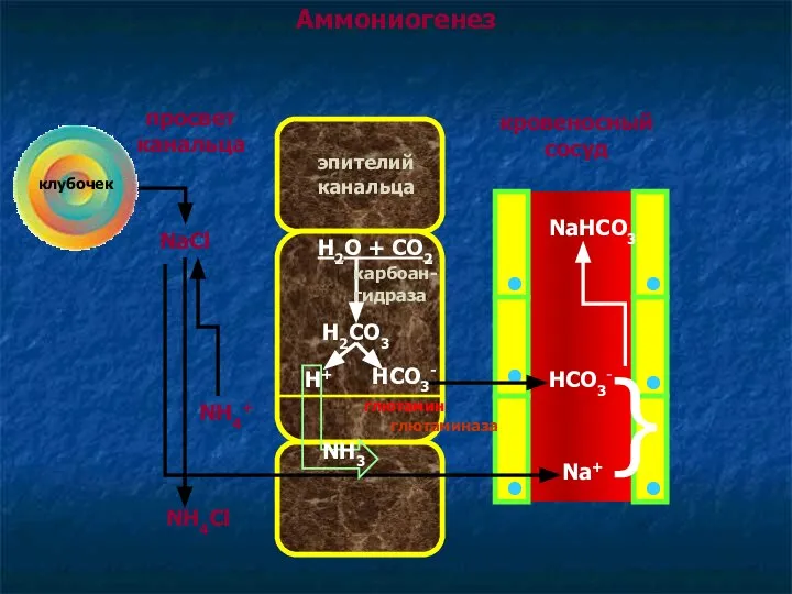 Аммониогенез клубочек просвет канальца эпителий канальца кровеносный сосуд NaCl NH4Cl Na+