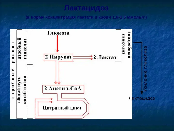 Лактацидоз Усиление гликолиза Лактацидоз (в норме концентрация лактата в крови 1,0-1,5 ммоль/л)