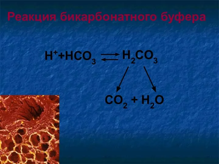 H2CO3 CO2 + H2O Реакция бикарбонатного буфера Н++НСО3