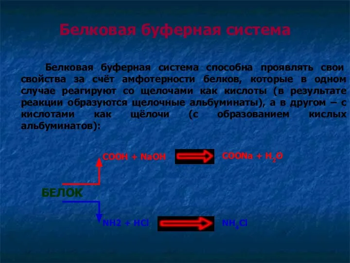 Белковая буферная система Белковая буферная система способна проявлять свои свойства за