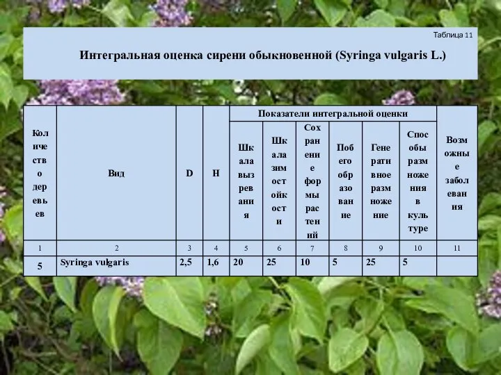 Таблица 11 Интегральная оценка сирени обыкновенной (Syringa vulgaris L.)