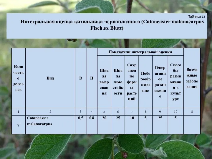 Таблица 12 Интегральная оценка кизильника черноплодного (Cotoneaster malanocarpus Fisch.ex Blutt)