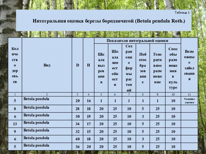 Таблица 5 Интегральная оценка березы бородавчатой (Betula pendula Roth.)