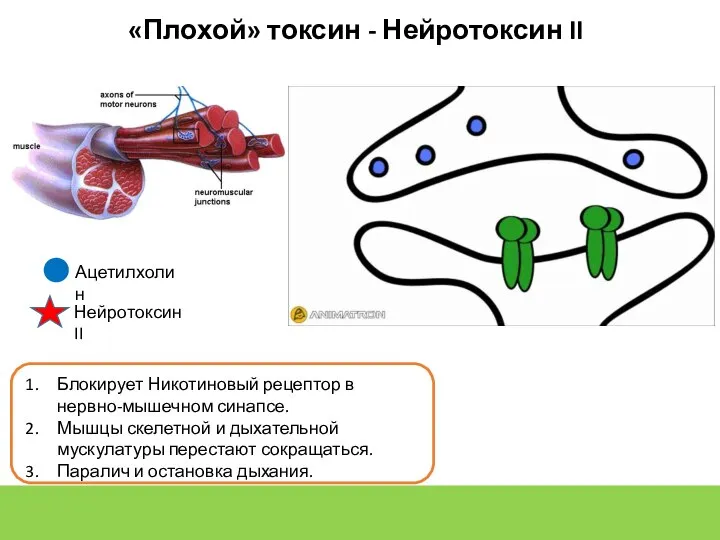 Блокирует Никотиновый рецептор в нервно-мышечном синапсе. Мышцы скелетной и дыхательной мускулатуры