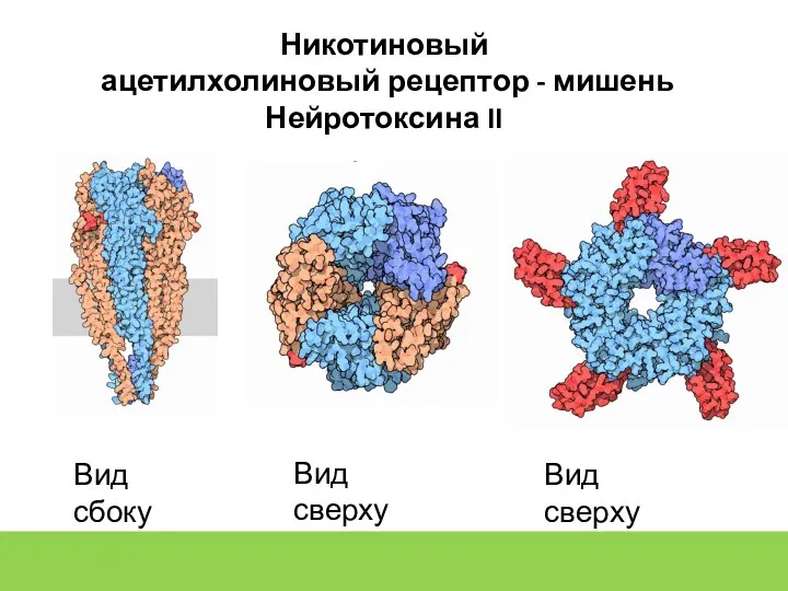 Никотиновый ацетилхолиновый рецептор - мишень Нейротоксина II Вид сверху Вид сбоку Вид сверху