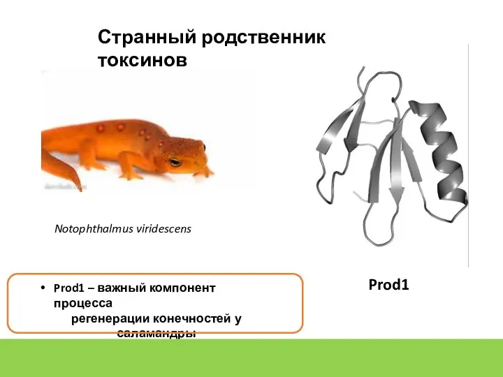 Prod1 – важный компонент процесса регенерации конечностей у саламандры Prod1 есть