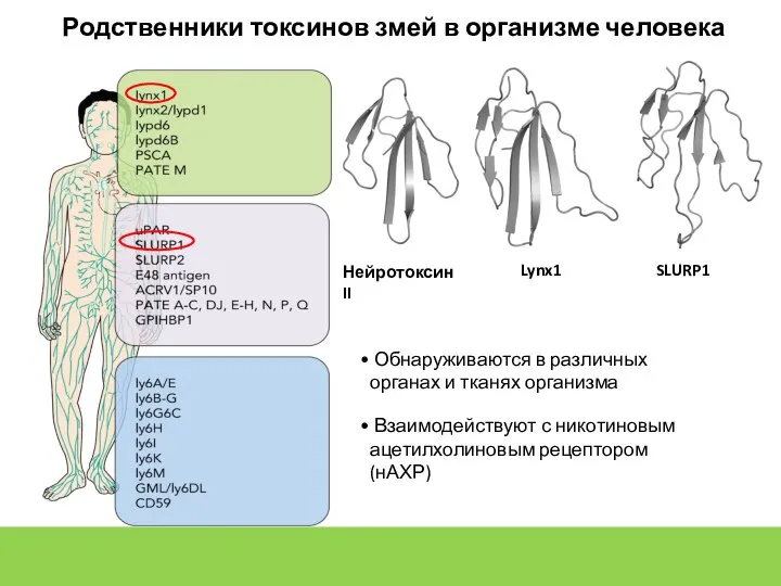 Родственники токсинов змей в организме человека Взаимодействуют с никотиновым ацетилхолиновым рецептором