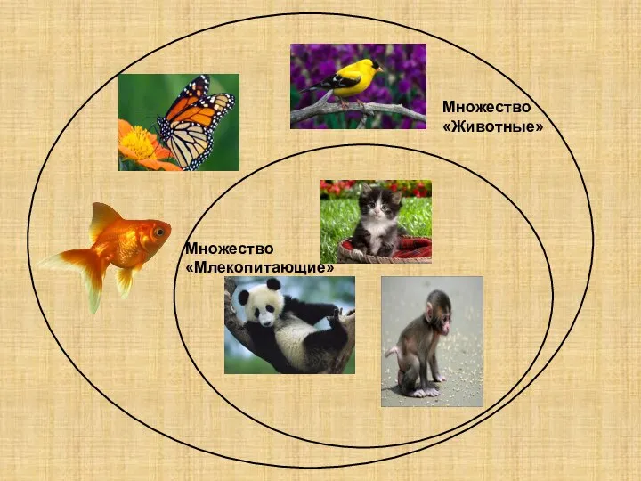 Множество «Животные» Множество «Млекопитающие»