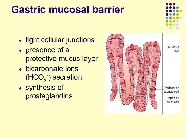 Gastric mucosal barrier tight cellular junctions presence of a protective mucus
