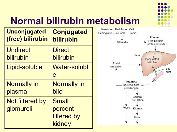 Normal bilirubin metabolism