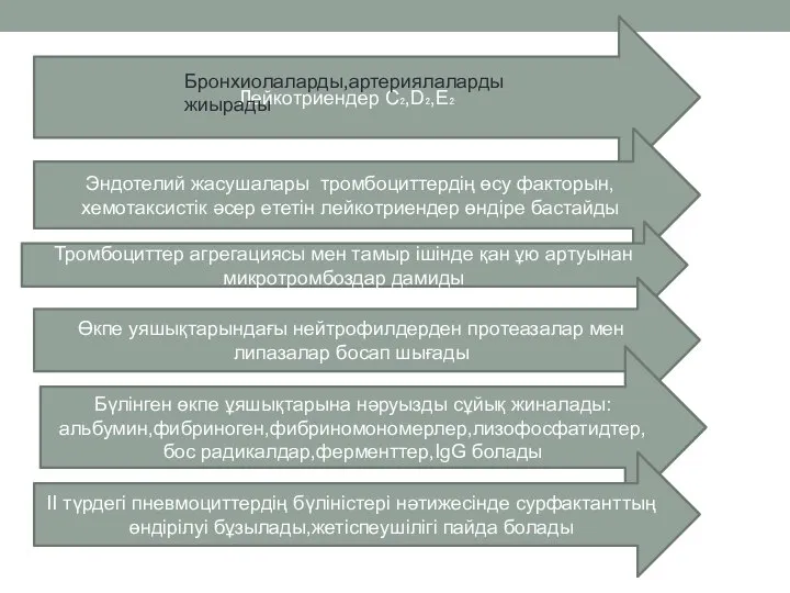 Лейкотриендер C₂,D₂,E₂ Бронхиолаларды,артериялаларды жиырады Эндотелий жасушалары тромбоциттердің өсу факторын,хемотаксистік әсер ететін