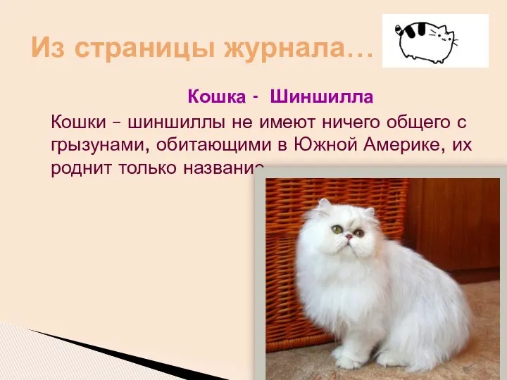 Кошка - Шиншилла Кошки – шиншиллы не имеют ничего общего с