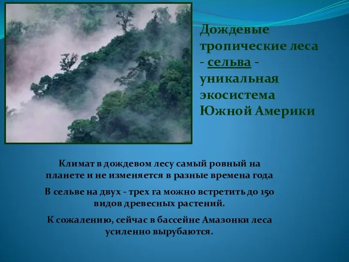 Дождевые тропические леса - сельва - уникальная экосистема Южной Америки Климат