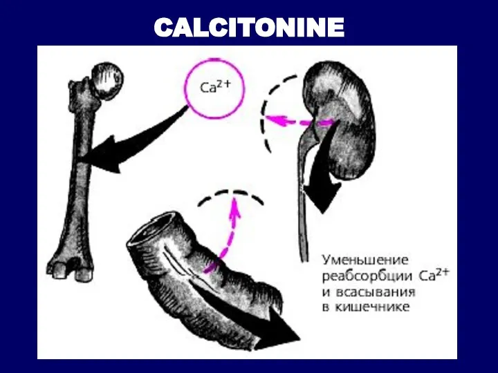 CALCITONINE