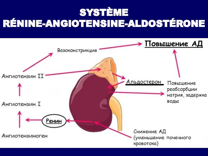 SYSTÈME RÉNINE-ANGIOTENSINE-ALDOSTÉRONE