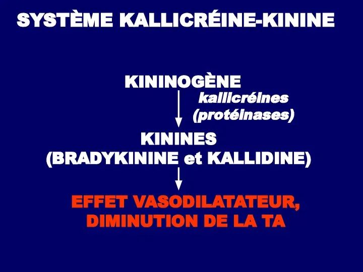 SYSTÈME KALLICRÉINE-KININE KININOGÈNE kallicréines (protéinases) KININES (BRADYKININE et KALLIDINE) EFFET VASODILATATEUR, DIMINUTION DE LA TA