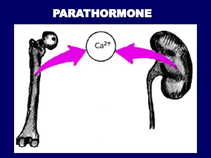 PARATHORMONE