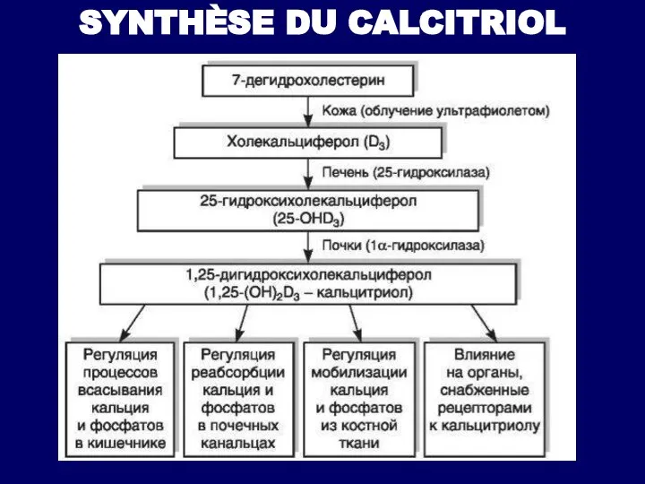 SYNTHÈSE DU CALCITRIOL