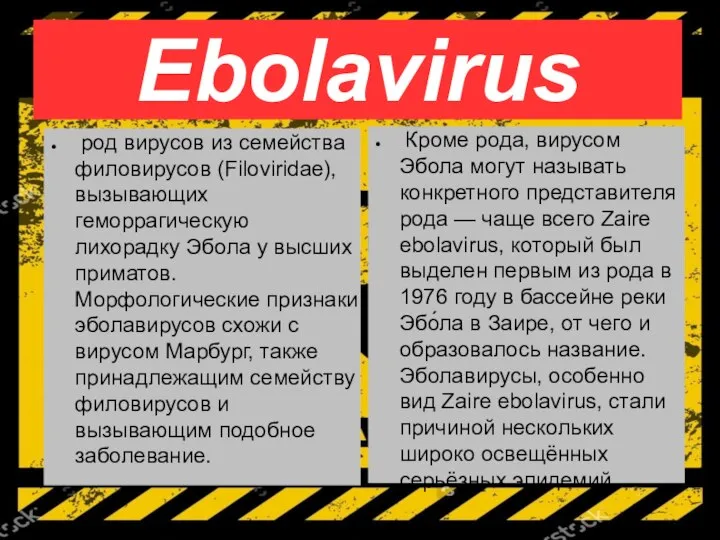 Ebolavirus род вирусов из семейства филовирусов (Filoviridae), вызывающих геморрагическую лихорадку Эбола