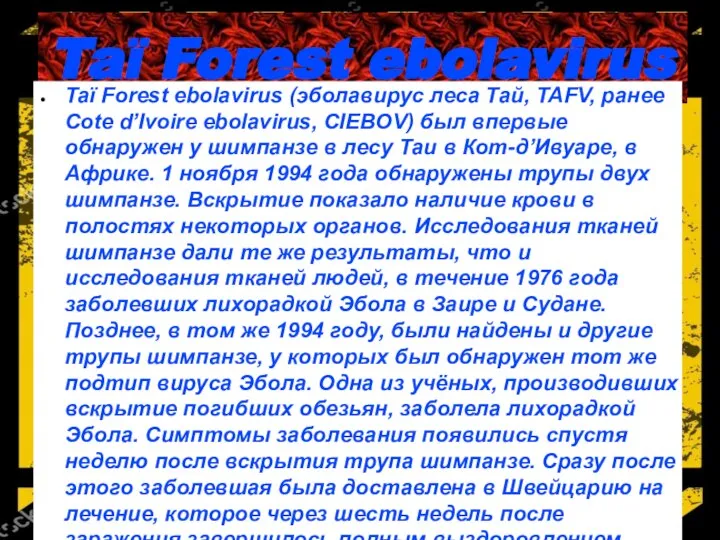 Taï Forest ebolavirus Taï Forest ebolavirus (эболавирус леса Тай, TAFV, ранее