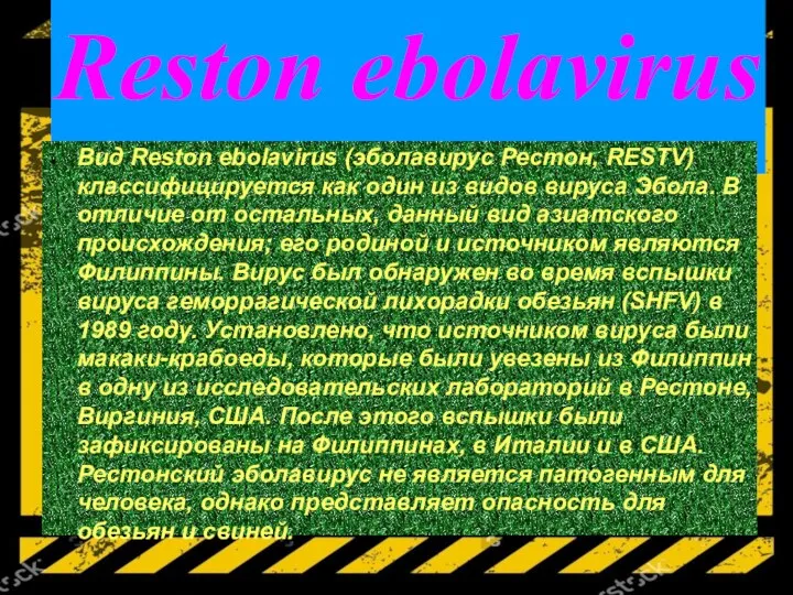 Reston ebolavirus Вид Reston ebolavirus (эболавирус Рестон, RESTV) классифицируется как один