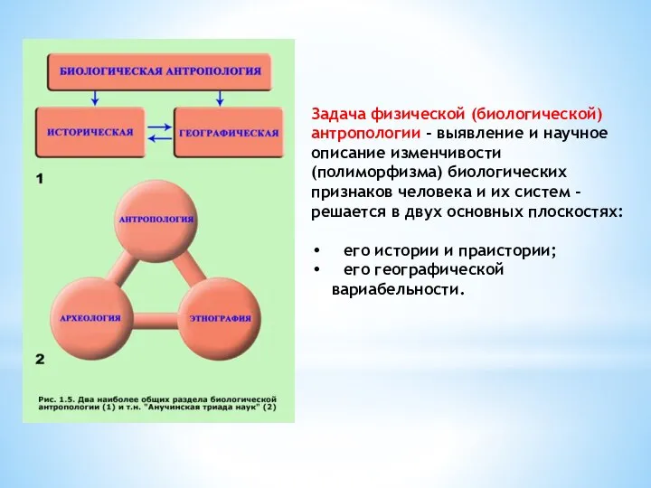 Задача физической (биологической) антропологии - выявление и научное описание изменчивости (полиморфизма)