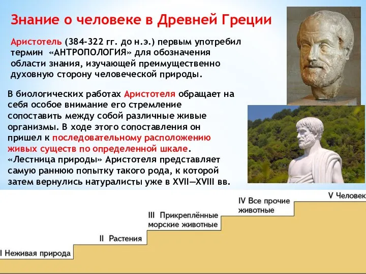 Знание о человеке в Древней Греции В биологических работах Аристотеля обращает