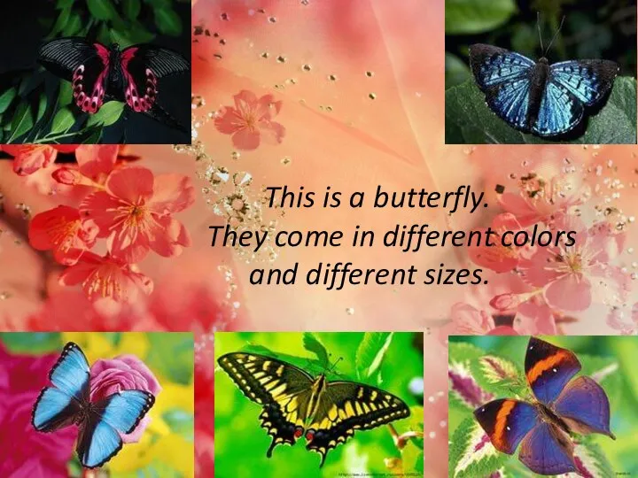 This is a butterfly. They come in different colors and different sizes.