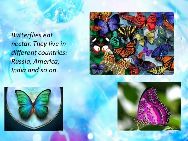 Butterflies eat nectar. They live in different countries: Russia, America, India and so on.